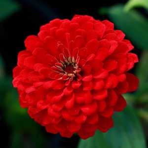 آهار پابلند قرمز