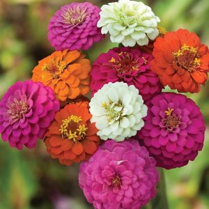 آهار-پامتوسط-الوان