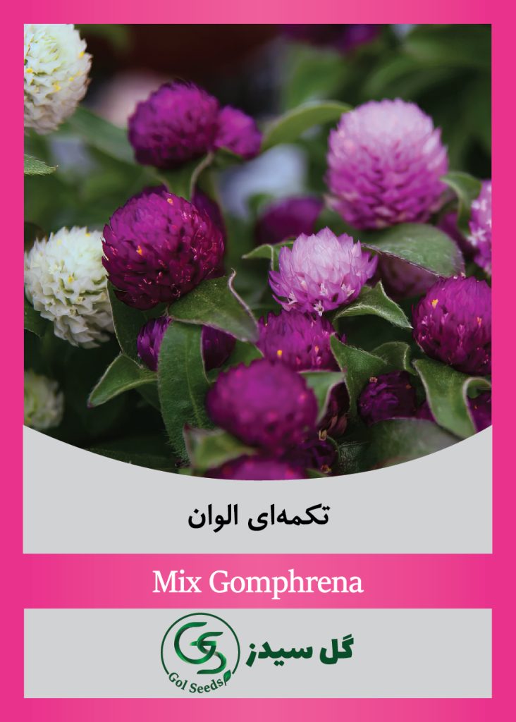 mix-ghomphrena
