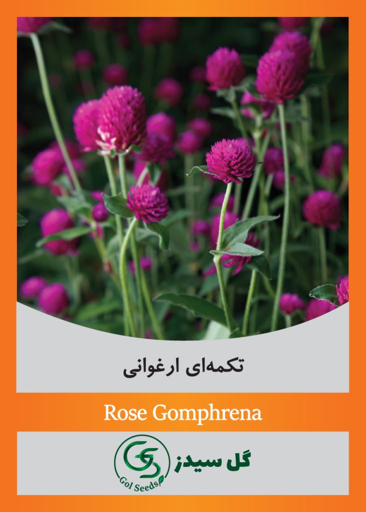 rose-ghomphrena