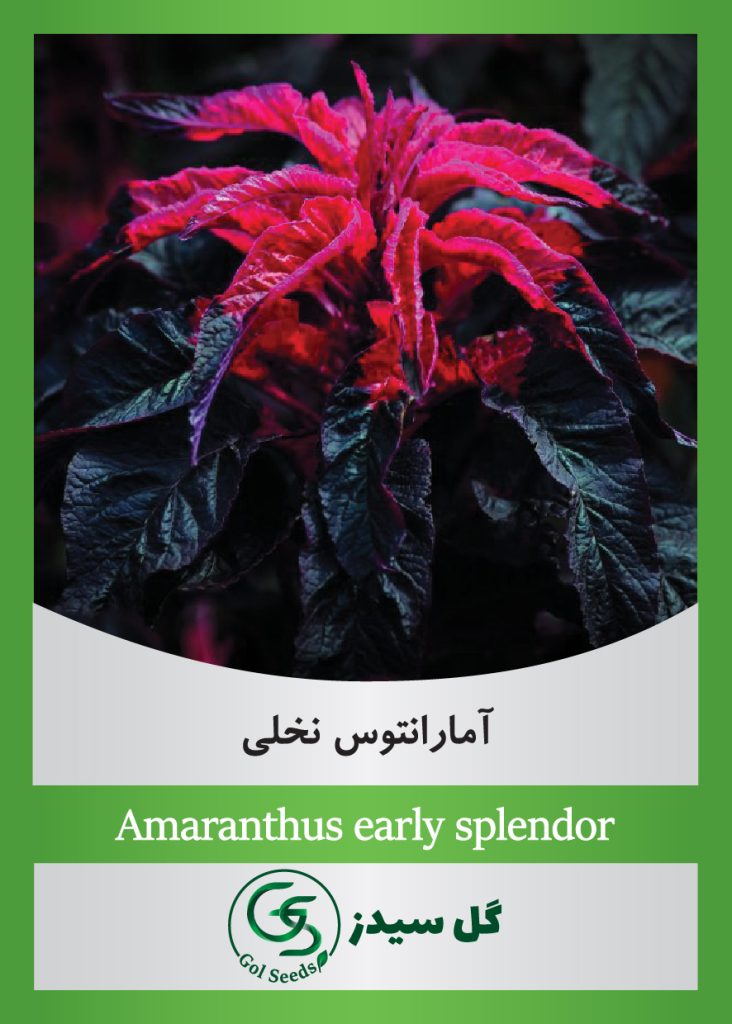 Amaranthus-early-splendor