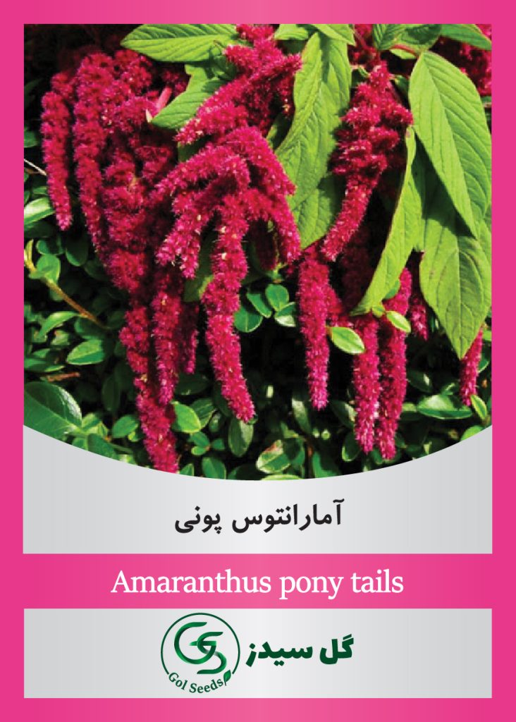 Amaranthus-pony-tails