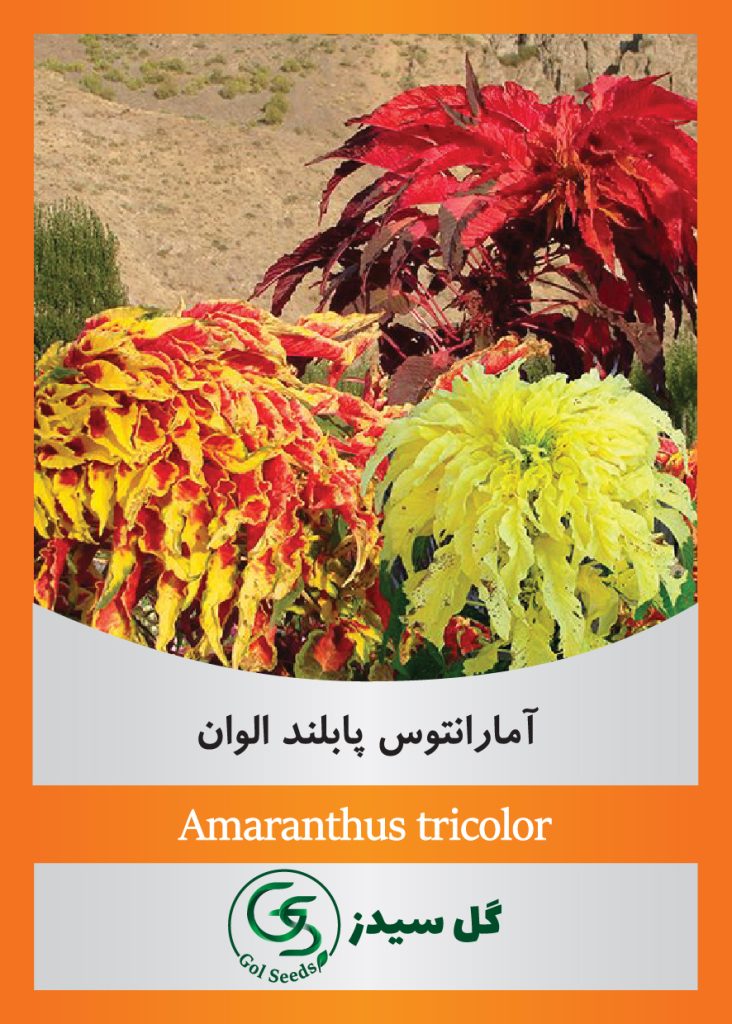 Amaranthus-tricolor