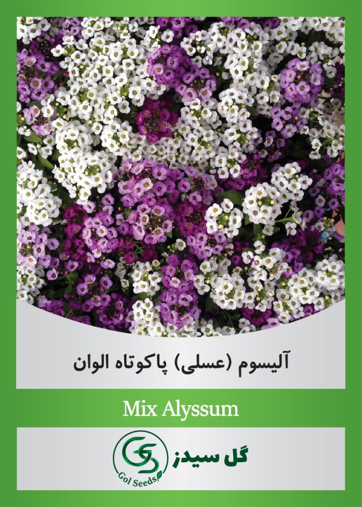 Mix-Alyssum