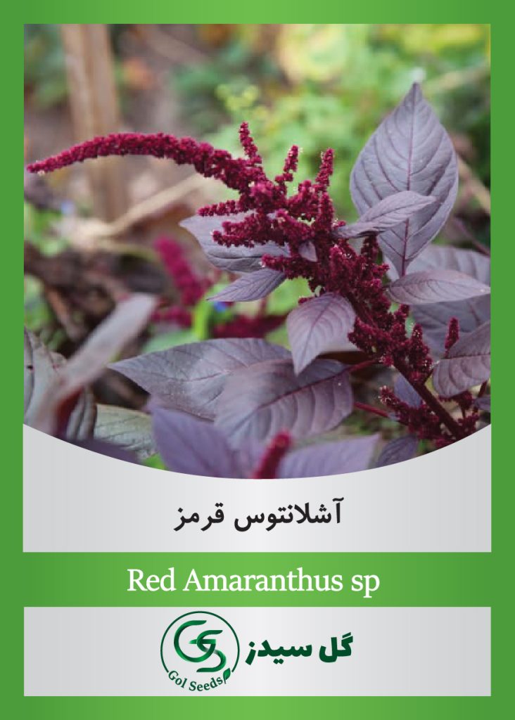 Red-Amaranthus-sp