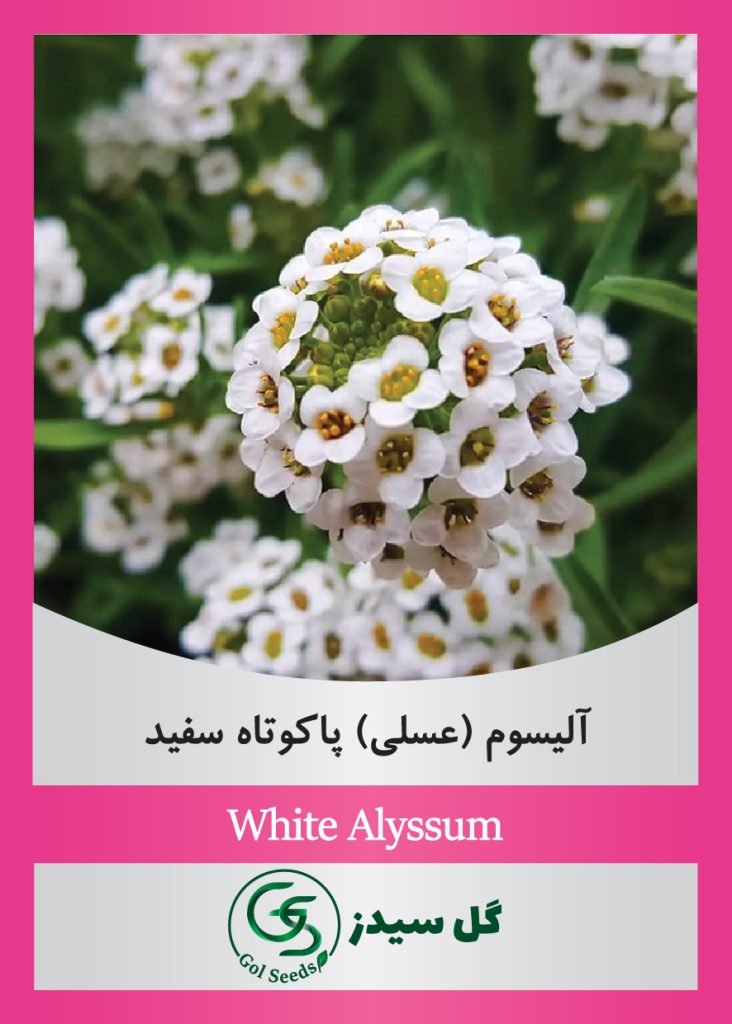 White-Alyssum