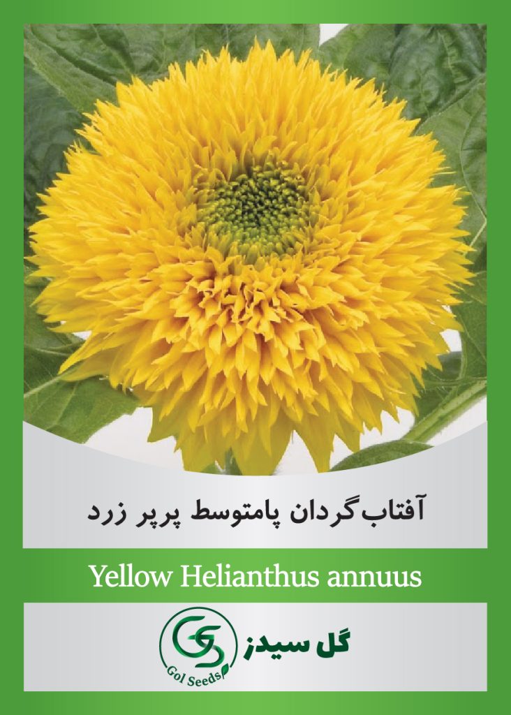 Yellow-Helianthus-annuus