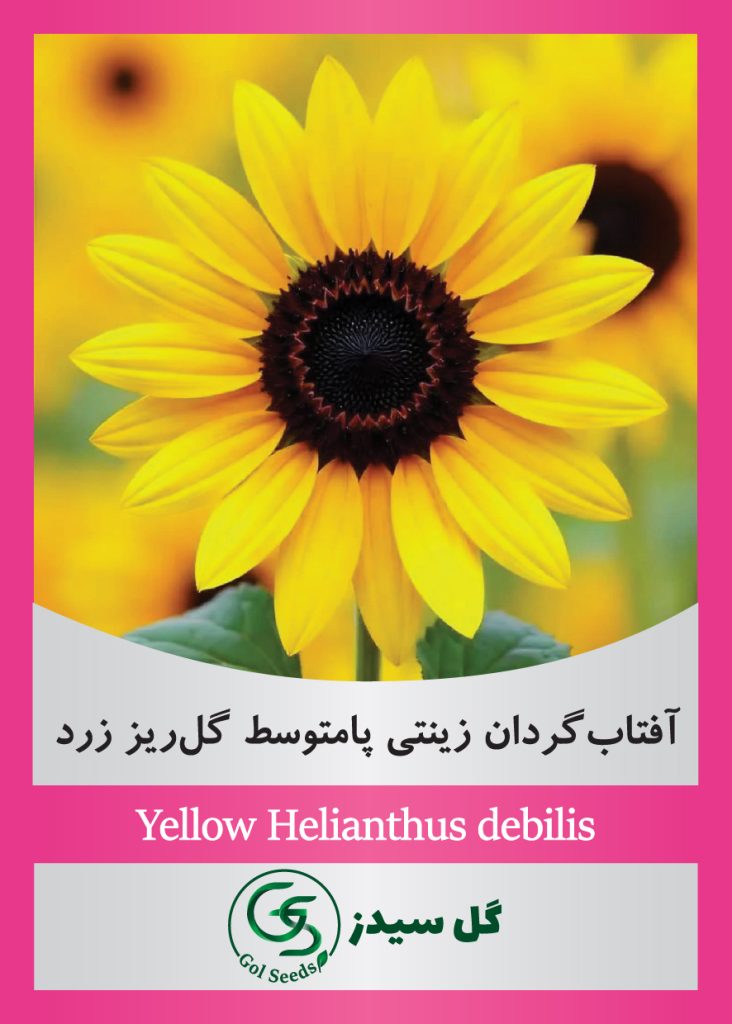 Yellow-Helianthus-debilis