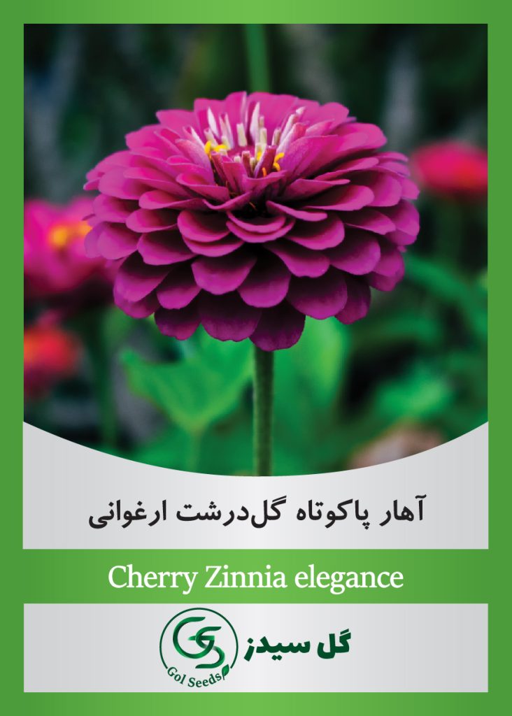 cherry-zinnia-elegans