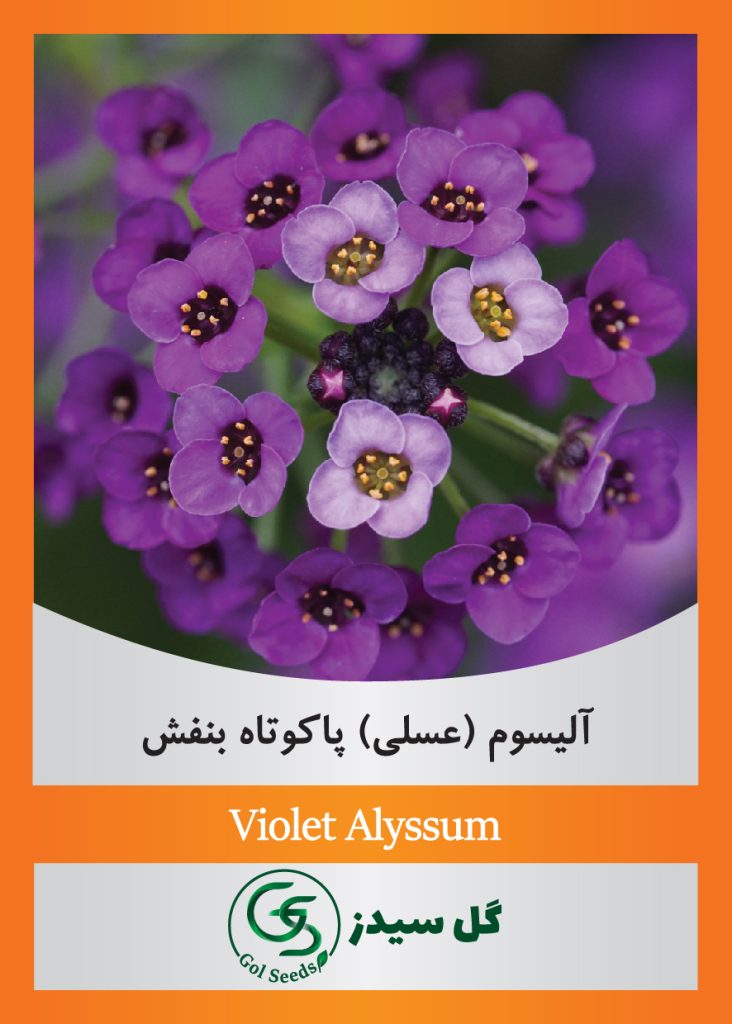 violet-alyssum