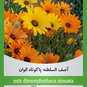 mix dimorphotheca sinuata