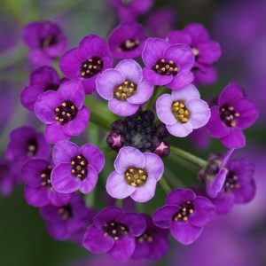 آلیسوم-بنفش