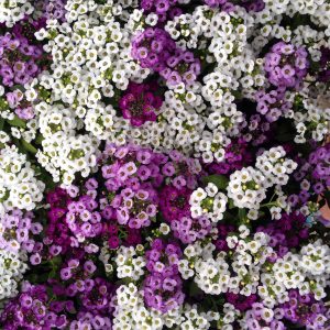 آلیسوم-عسلی-الوان