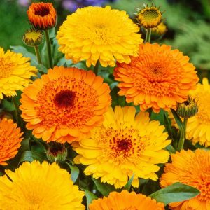 همیشه-بهار-پاکوتاه-الوان