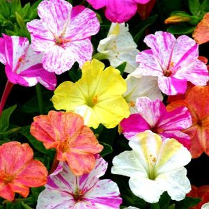 لاله-عباسی-ابلق