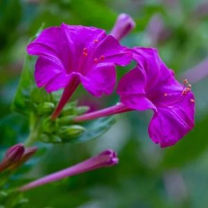 لاله-عباسی-بنفش