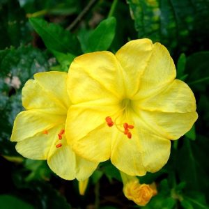 لاله-عباسی-زرد