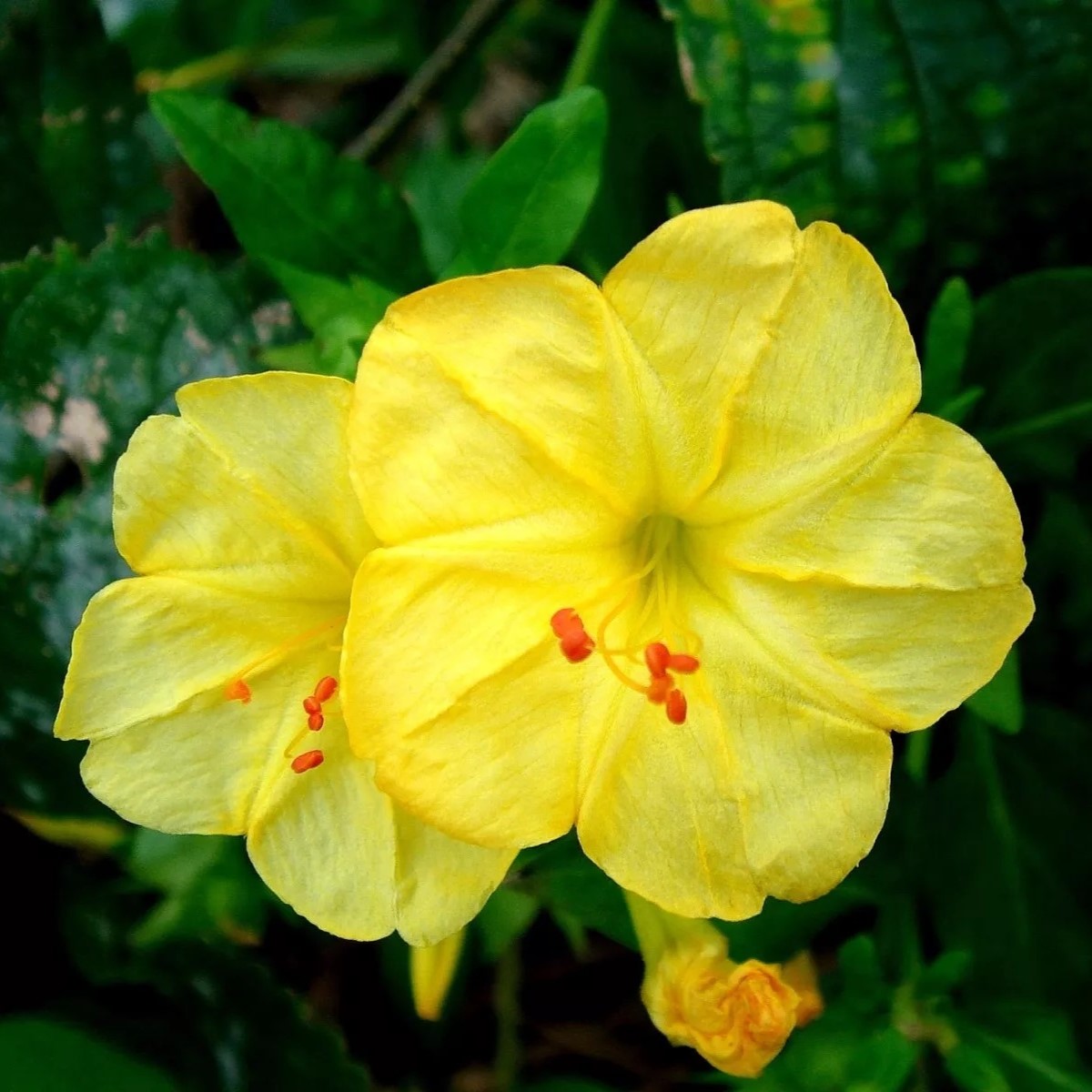 لاله-عباسی-زرد لاله-عباسی-زرد