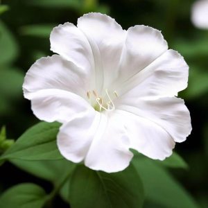 لاله-عباسی-سفید