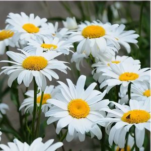 مارگریت-سفید