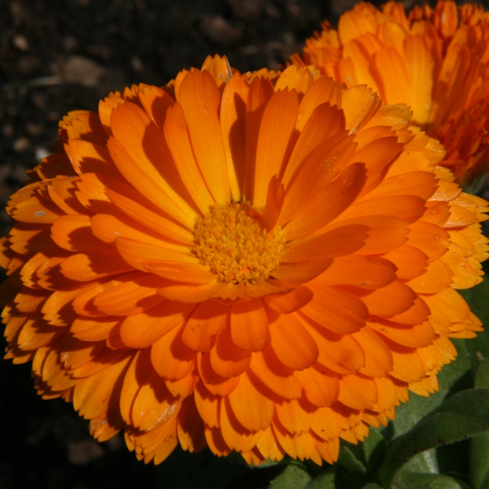 همیشه-بهار-پاکوتاه-نارنجی همیشه-بهار-پاکوتاه-نارنجی