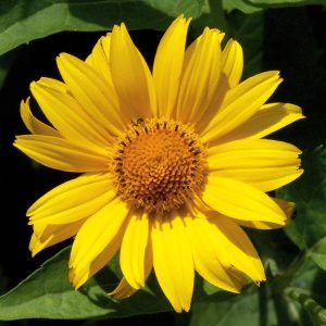 وربسینا-زرد