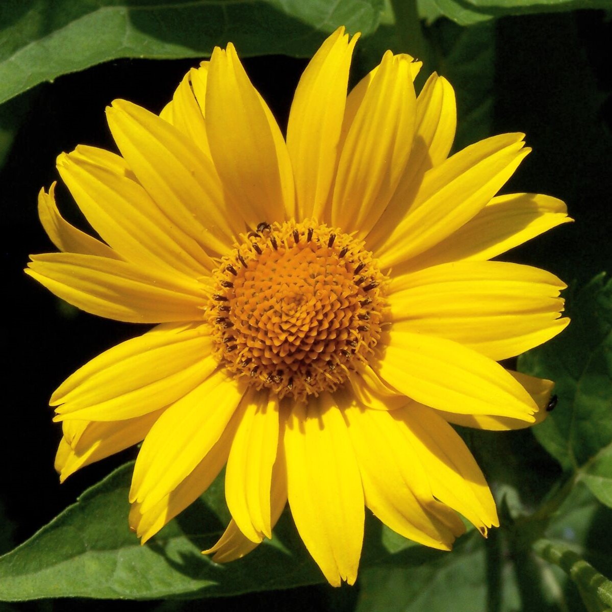 وربسینا-زرد وربسینا-زرد